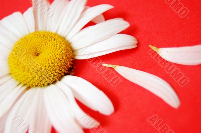 Chamomile
