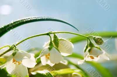 Jasmine