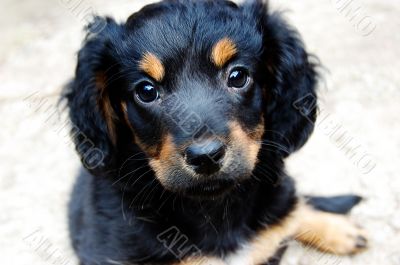 Puppy