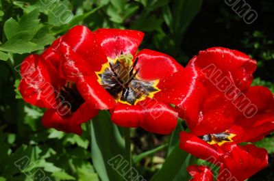 Red tulips