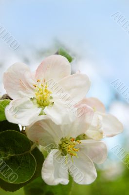 Apple tree