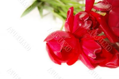 Red tulips