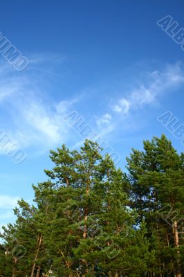 Pinetree