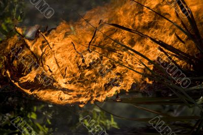 forest in fire