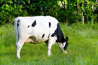 cow