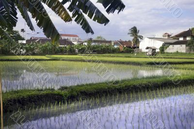 Indonesian village