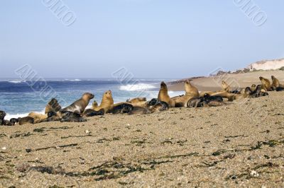 Seal at the beach
