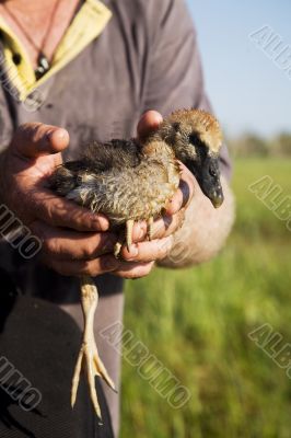 wet duck