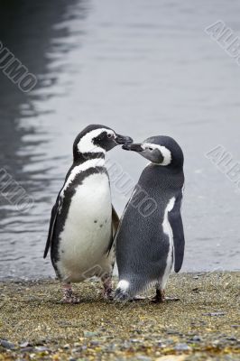 pair of penguins