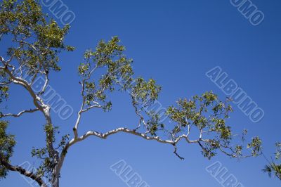 tree
