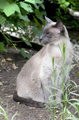 siamese cat