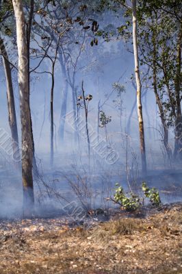 After the forest fire