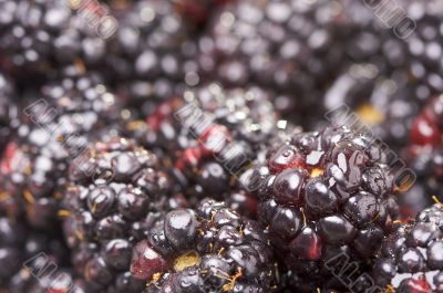 Macro Blackberries with Water Drops