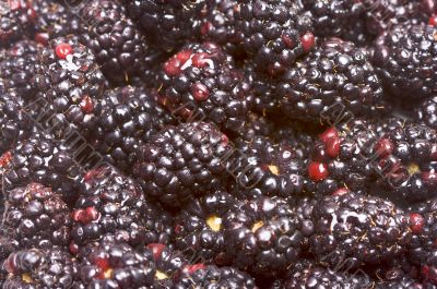 Macro Blackberries with Water Drops