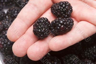 Hand Holding Blackberries