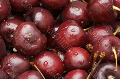 Bunch of Fresh Cherries