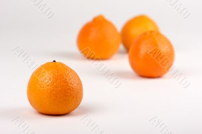 Clementine Oranges