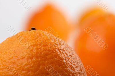 Clementine Oranges