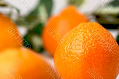 Clementine Oranges