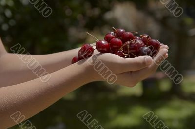 child holding red cherries