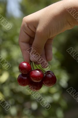 palm with cherries