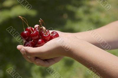 child holding red cherries
