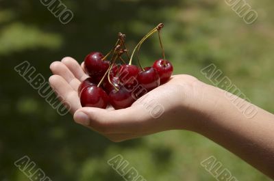 child handing red cherries