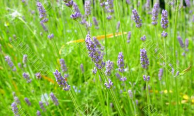 lavender background