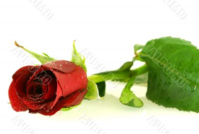 beautiful red rose with a water drops