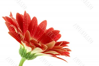 bright pink gerbera daisy with dew over white