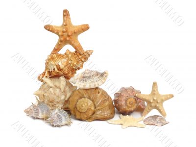 A composition made from shells and starfishes - 5