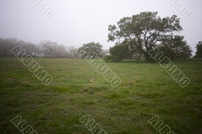 Foggy Countryside and Oak Trees