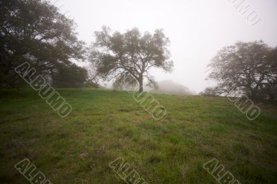 Foggy Countryside and Oak Trees