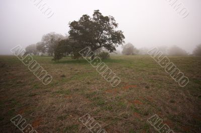 Foggy Countryside and Oak Trees