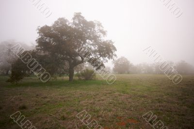 Foggy Countryside and Oak Trees