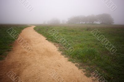 Foggy Countryside and Oak Trees