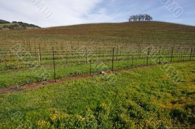 Vineyard Hillside and Trees