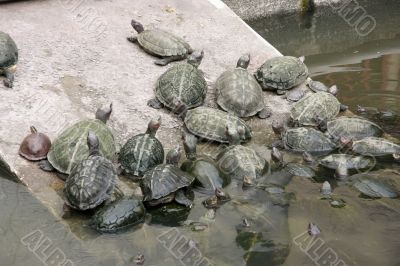 Tortoises