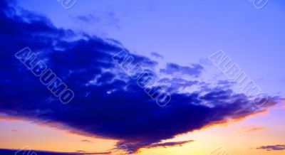 Dark-blue bird.