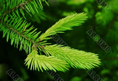 Young branch of fir tree.