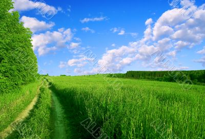 Green road.