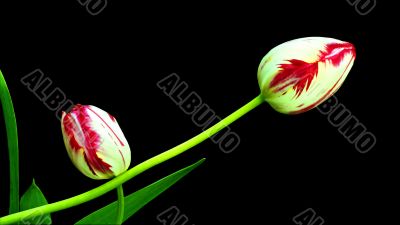 Two tulips.