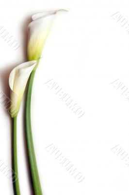 Elegant cala lilies