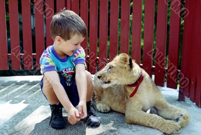 Two lion cubs