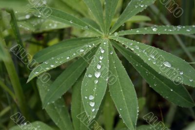 After rain