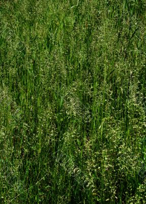 Texture of grass