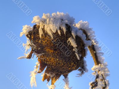 Frost