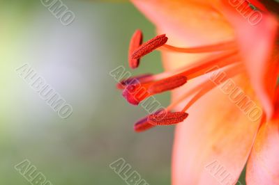 lily