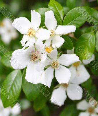 rambling rose flowers
