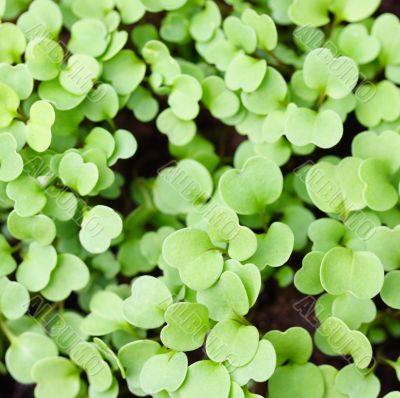 lettuce seedlings